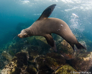 Galapagos sea lion play mate by Elaine Wallace 